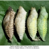 papilio machaon pupa3c